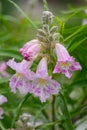 Desert willow Chilopsis linearis fragrant, funnel-shaped pink flowers Royalty Free Stock Photo